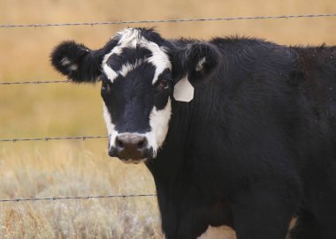 Closeup of a Holstein Cow (immature)
