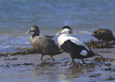 Pair of Eider Duck (male and female) (somateria mollissima) walking in the surf