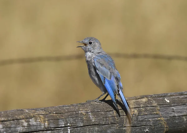 Mountain Bluebird Immature Male Sialia Currucoides — Stockfoto