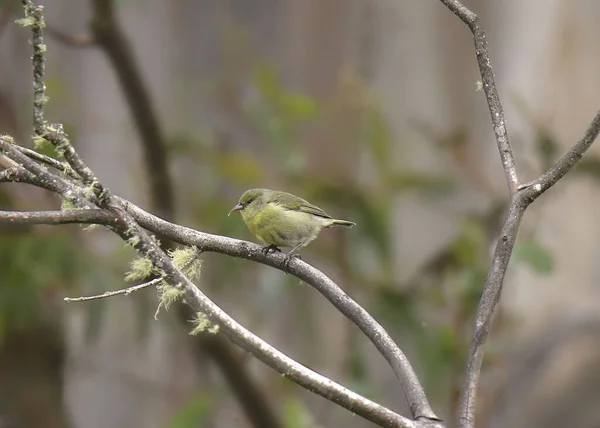 Hawai Amahiki Chlorodrepanis Virens — Stock Fotó