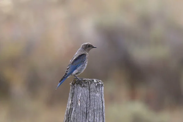 Mountain Bluebird Immature Sialia Currucoides — Stockfoto