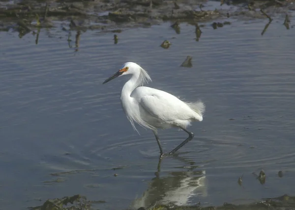 Snowy Egret Breeding Egretta Thula Wading Shallow Water — Photo