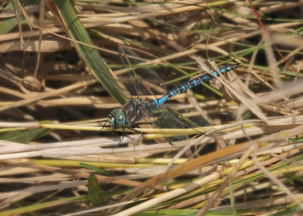 Emperor Dragonfly Anax Imperator Some Grass — Stockfoto