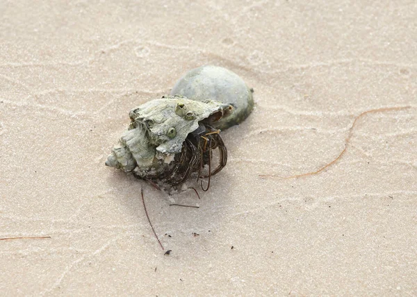 Hermit Crab Dardanus Calidus Sandy Beach — Stock Fotó