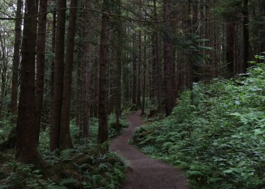 Tlell yakınlarındaki orman yolu, Haida Gwaii, British Columbia