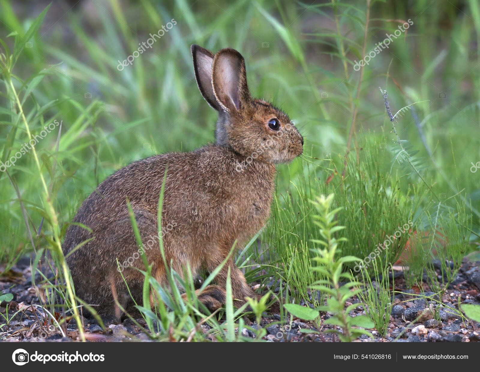 Snowshoe Hare Lepus Americanus Stock Photo by ©vagabond54 541026816