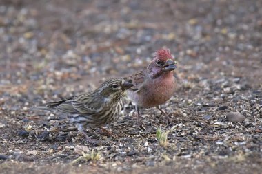 Cassin's Finches (male and female) (haemorhous cassini) clipart