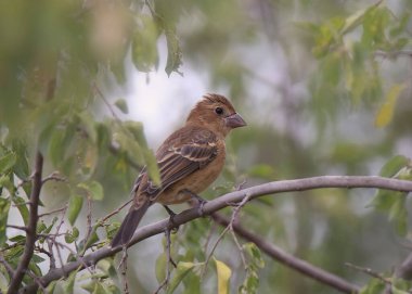 Mavi Grosgaga (dişi) (gezgin caerulea)