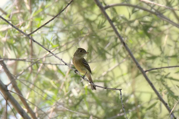 Cordilleran Flycatcher Empidonax Occidentalis — стокове фото