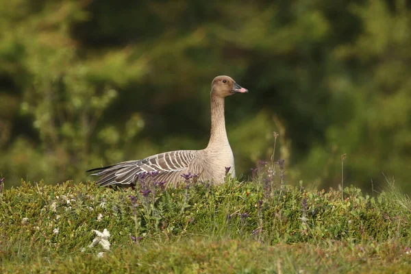 Gęś Różowodzioba Anser Brachyrhynchus Siedząca Trawie — Zdjęcie stockowe