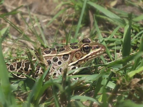 Rana Leopardo Settentrionale Lithobates Pipiens — Foto Stock