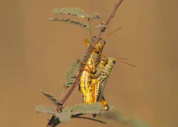 Zwei Unterschiedliche Heuschrecken Melanoplus Differentalis — Stockfoto