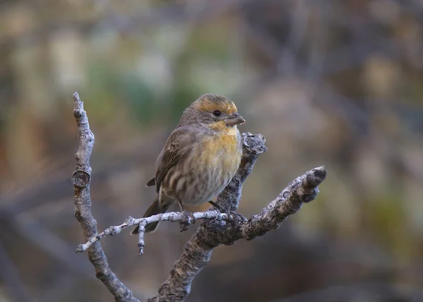 Finch Ház Narancssárga Morph Hím Hemoroid Mexicanus — Stock Fotó