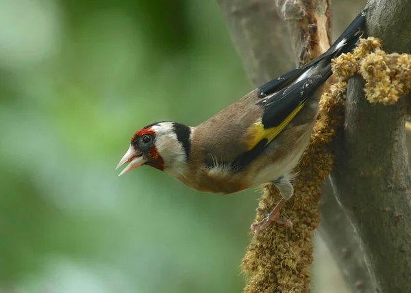 Europese Goudvink Carduelis Carduelis — Stockfoto