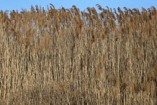 青い空に背の高い穀物のシャフトの閉鎖 — ストック写真