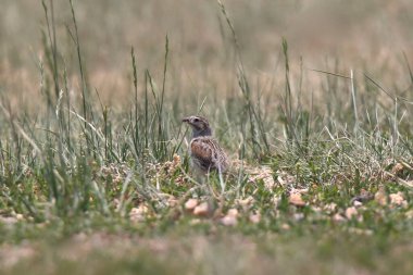 McCown 's Longspur (Kalın gagalı Longspur) (Kafiyeli Mccownii)