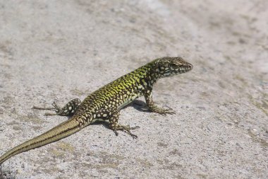 İtalyan duvar kertenkelesi (Podarcis sicula)