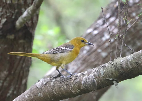 Oriole Incappucciato Femmina Ittero Cucucullatus Appollaiato Grosso Ramo Albero — Foto Stock