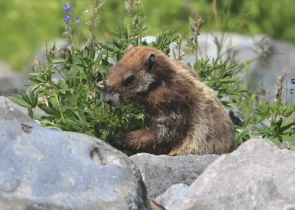 Hoary Marmot Juvenil Marmota Caligata — Fotografia de Stock