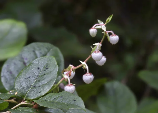 Primo Piano Alcuni Fiori Lingonberry — Foto Stock