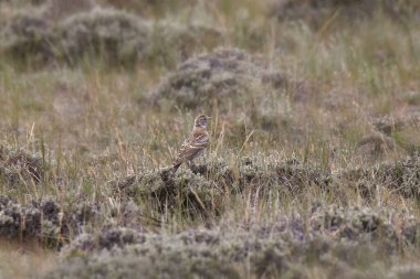 McCown 's Longspur (ıslahevi) (Kafiyeli Mccownii)