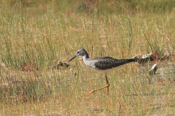 Lesser Yellowlegs Tringa Flavipes — Stock Photo, Image