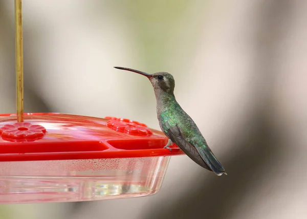 Rivoli Kolibrie Vrouwtje Een Feeder Eugenes Fulgrens — Stockfoto