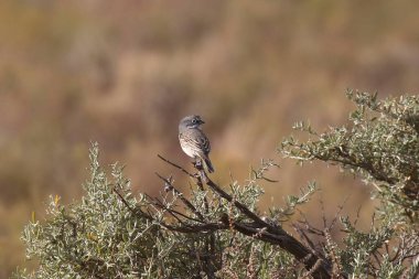 Sagebrush Sparrow (artemisiospize nevadensis)