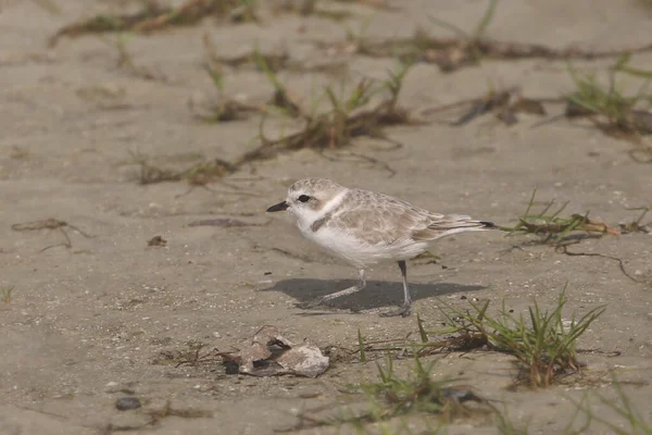 Chorro Nevado Reproductivo Charadrius Nivosus — Foto de Stock