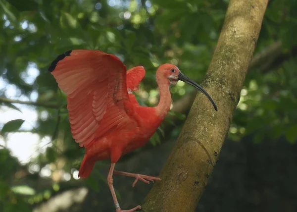 Scarlet Ibis Eudocimus Ruber Appollaiato Albero — Foto Stock