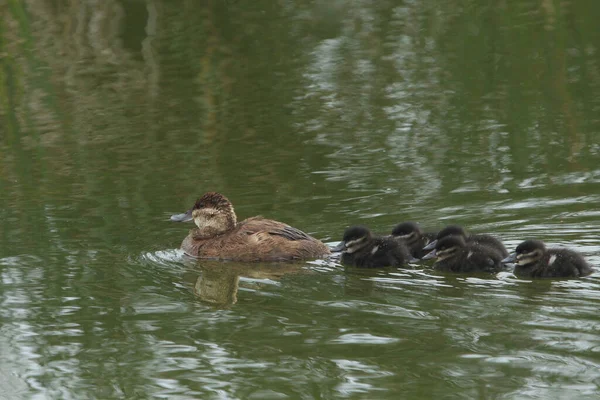 Ruddy Duck Female Ducklings Oxjura Jamaicensis — Stock Photo, Image