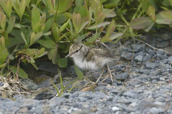 Wasserläufer Juvenil Aktitischer Makularius — Stockfoto