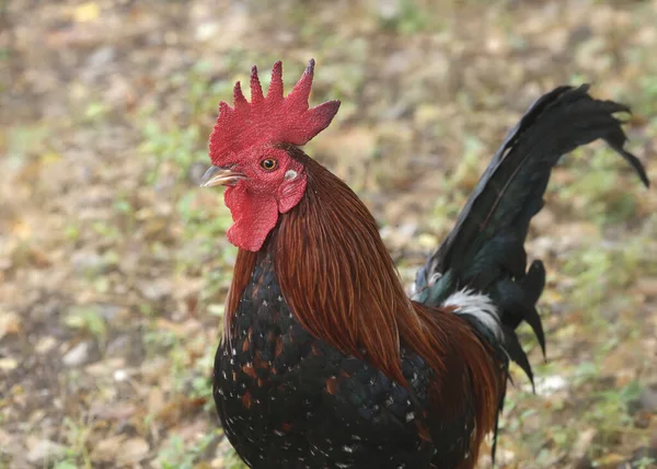 Black Copper Marans Rooster Chicken — Stock Photo, Image