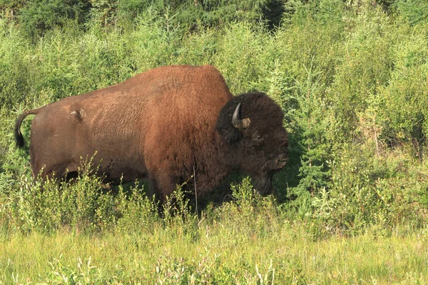 Bisonte Legno Bison Bison Athabascae — Foto Stock