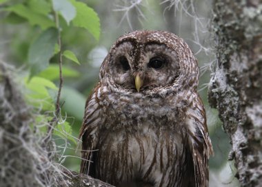 Çubuklu Baykuş (strix varia) büyük bir ağaca tünemiş.