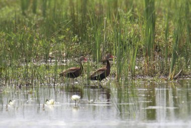 Siyah Göbekli Islık Ördekleri (dendrocygna autumnalis) renkli bir sulak arazide dururlar