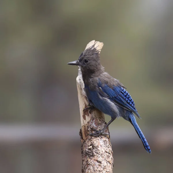 Steller Jay Cyanocitta Stelleri Perched Big Branch — Stock Photo, Image