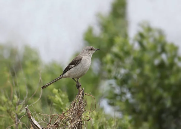 Nördlicher Mockingbird Mimus Polyglottos Thront Der Spitze Eines Strauches — Stockfoto