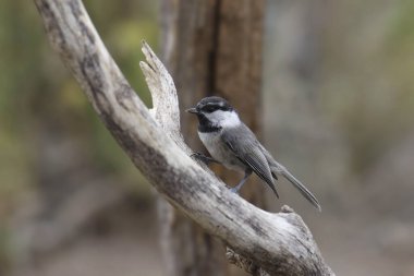 Ölü bir dala tünemiş olan Chickadee Dağı (poecile gambeli)