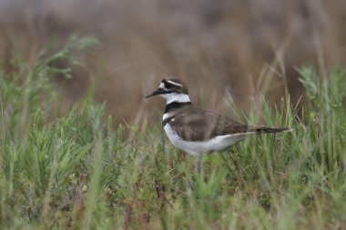 Killdeer (charadrius vociferus) uzun otların üzerinde duruyor