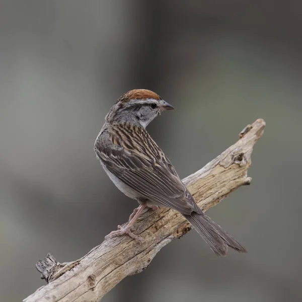 Chipping Sparrow Spizella Passerina Perched Bare Branch — Stock Photo, Image