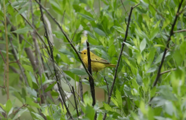 Galben Warbler Masculin Setophaga Petechia Cocoțat Într Copac Frunze — Fotografie, imagine de stoc