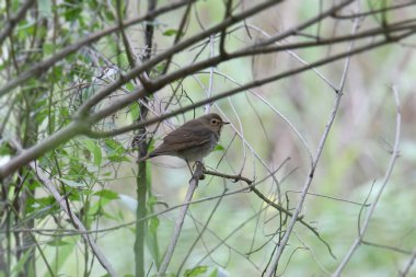 Swainson 's Thrush (katarus ustulatus) yapraklı bir ağaca tünemiştir.