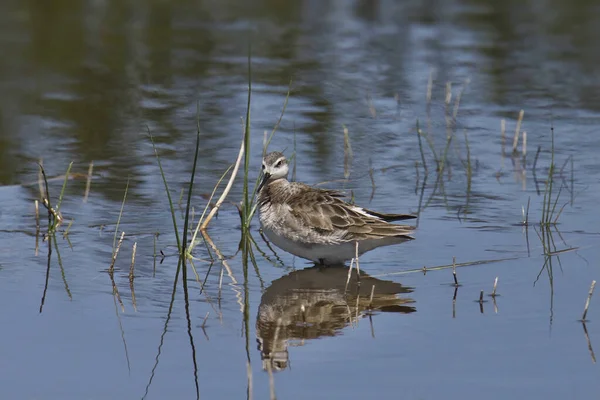 Wilson Phalarope Éretlen Phalaropus Tricolor Áll Sekély Vízben — Stock Fotó