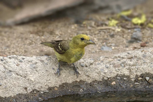 Western Tanager Самка Loxia Curvirostra Пьет Бассейна Воду — стоковое фото