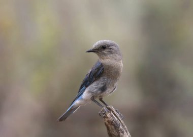 Dağ Mavisi (dişi) (sialia currucoides