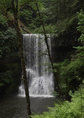 Güney Şelaleleri Silver Falls Eyalet Parkı, Oregon