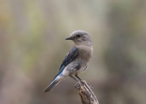 Горная Голубая Птица Самка Sialia Currucoides — стоковое фото