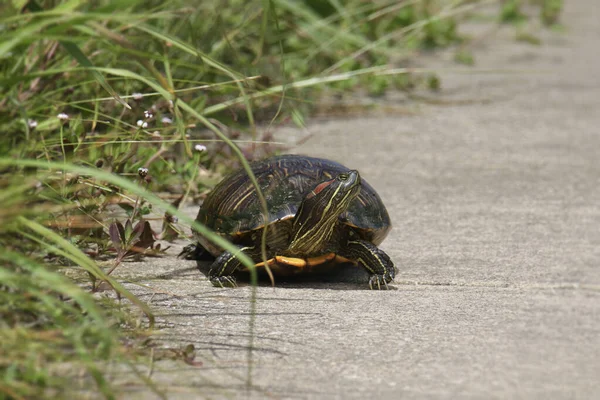 Red Eared Slider Turtle Trachemys Scripta Elegans — Stock Photo, Image