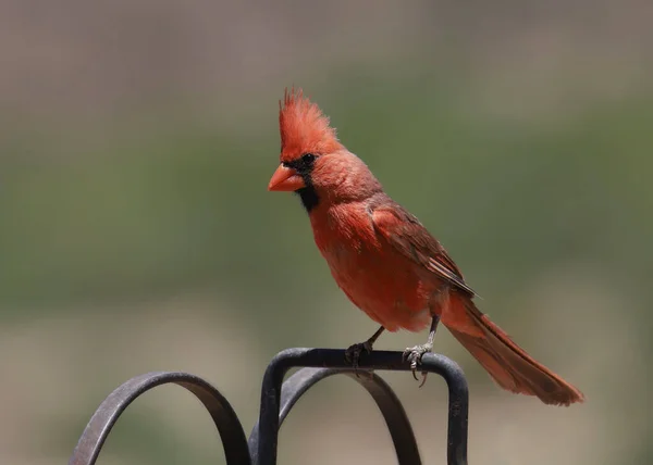 Cardinal Nord Mâle Perché Sur Des Mâts Alimentation Pour Oiseaux — Photo